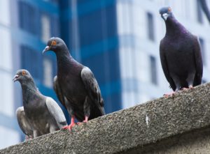 Pigeons-edit-300x221 Birds Of A Feather