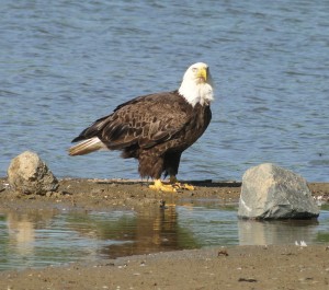 eagle-friend-300x265 Bald IS Beautiful!