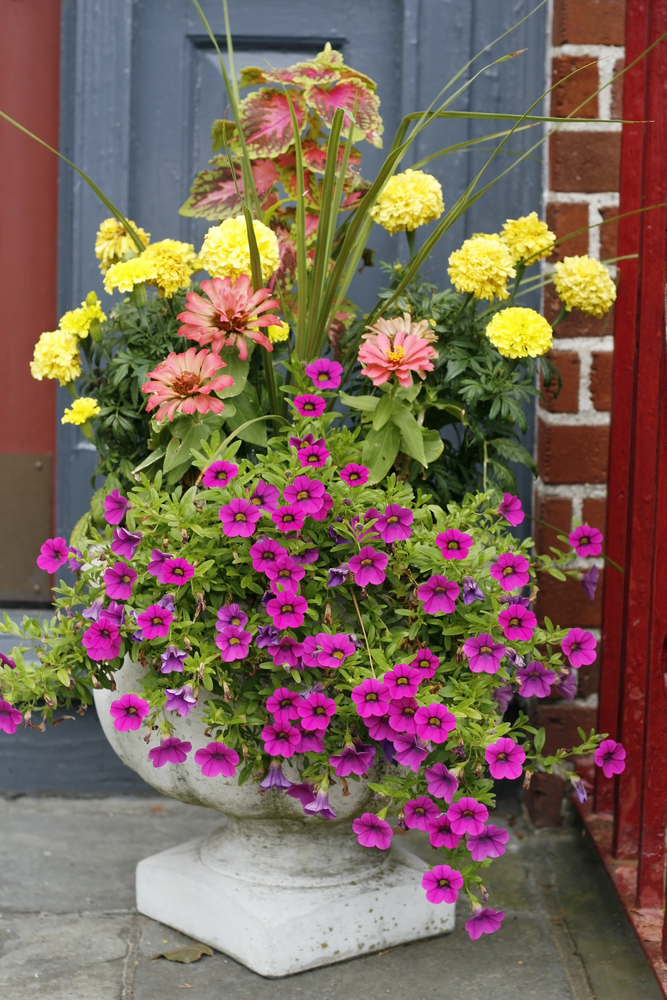 flower-pot flower pot