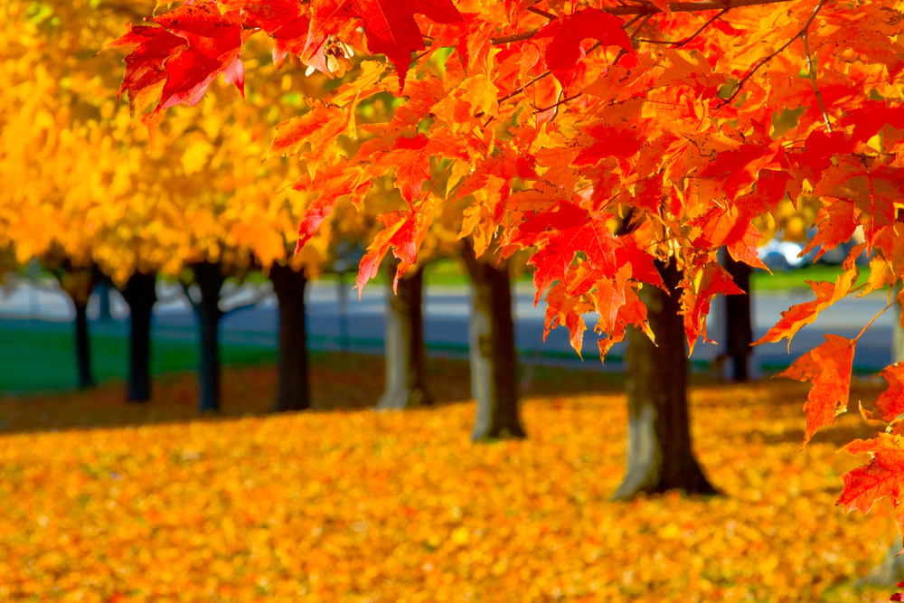 Fall-leaves Fall leaves