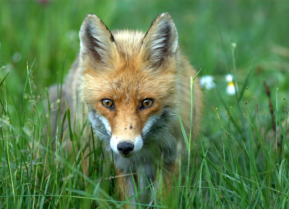 fox fox