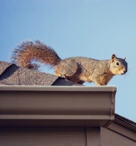 squirrel-281x300 Wanted for Breaking & Entering